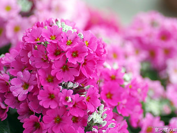 Plants, Flowers, Violet HD wallpaper