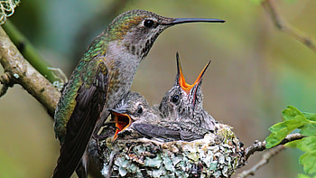 Anna's Hummingbird Family, hummingbird, birds, nest, animals HD wallpaper