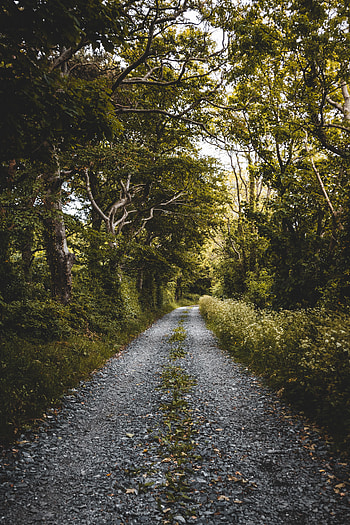 Plants, Nature, Trees, Road, Forest HD phone wallpaper