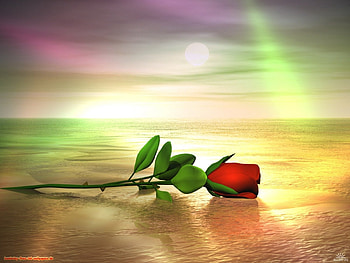 Plants, Flowers, Art, Roses, Sea HD wallpaper
