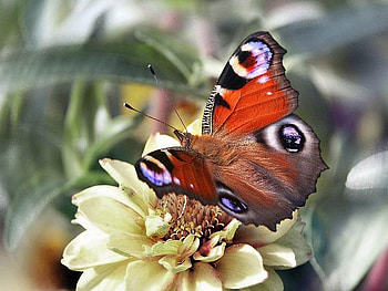 Butterfly, butterflies, bytterfly, orange, flower HD wallpaper