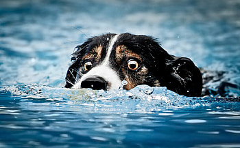 Water dog, sweet, pay, dogs, puppies, cute, beautiful, beauty, playful, playful dog, puppy, dog face, pretty, animals, face, bubbles, lovely HD wallpaper