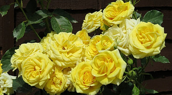 Roses, nature, flowers, yellow HD wallpaper