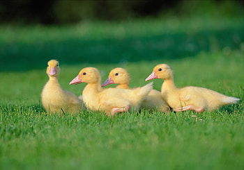Animals, Geese, Grass, Chicks HD wallpaper