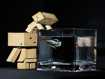 Danbo,cheering poor fish, danbo, cute, poor fish, funny, cheering HD wallpaper