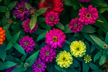 Flowers, Bright, Flower Bed, Flowerbed, Cynias, Cinia HD wallpaper