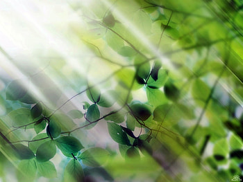 Plants, Background HD wallpaper