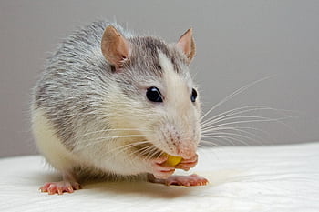 Adorable rat nibbling food, showcasing whiskers and fur detail. HD wallpaper