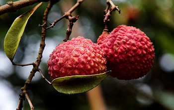 Food, Branch, Berry, Ripe, Exotic Fruit, Exotic Fruits HD wallpaper
