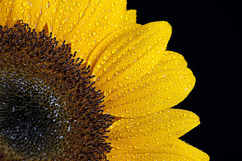 Drops, Macro, Petals, Sunflower HD wallpaper