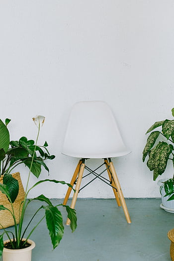 Simple white chair surrounded by lush green indoor plants against a clean wall. HD phone wallpaper