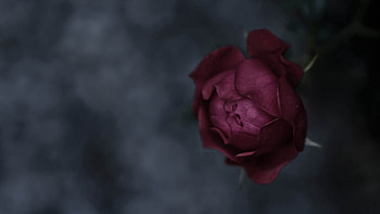 Flower, Macro, Dark, Rose Flower, Rose, Colored HD wallpaper