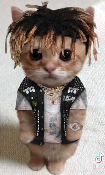 Juice WRLD cat, whiskers, juicewrld HD phone wallpaper