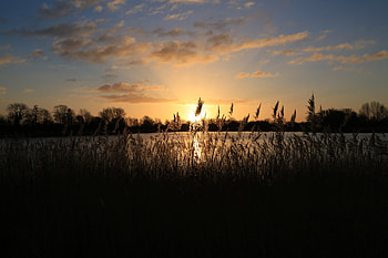 Nature, Sunset, Grass, Sky, Ear HD wallpaper