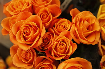 A detailed close-up of vibrant orange roses in full bloom creating a lush floral arrangement. HD wallpaper