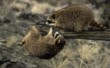 Animals, Raccoons HD wallpaper