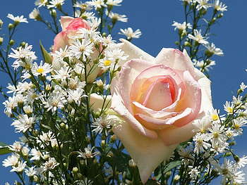 Flowers, Sky, Roses, Camomile, Drops, Bouquet HD wallpaper