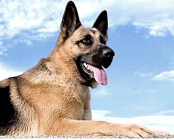 Wonderful German shepherd, color, expression, DOG, , new HD wallpaper