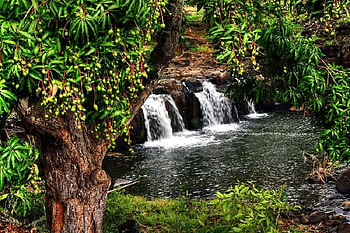 Falls from Distance, falls, leaves, water, tree HD wallpaper