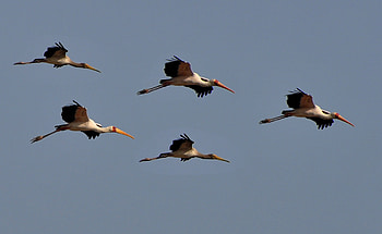 Animals, Birds, Sky, Flight HD wallpaper