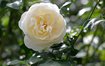 Rose, plant, white, flower HD wallpaper