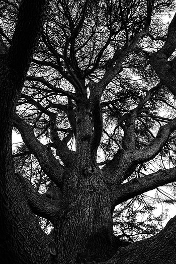 Nature, Wood, Tree, Branches, Bw, Chb HD phone wallpaper