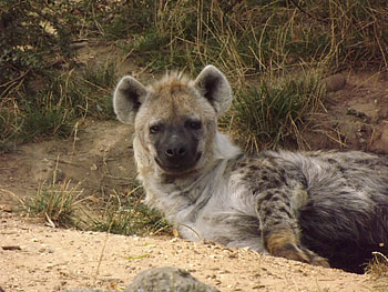 Spotted Hyena Just Woken Up From Sleep, Colchester Zoo, Hyena, African Animals, Spotted Hyena, Sleeping Hyena HD wallpaper