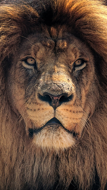 Regal Lion — King's Gaze — Mobile Mane Majesty — Lion, Animal, lion HD phone wallpaper