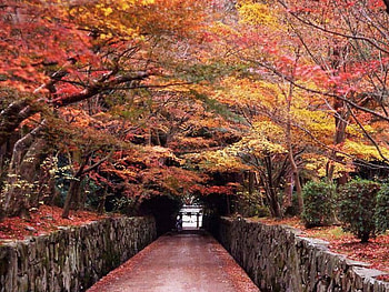 Autumn Delights, bridge, trees, autumn trees HD wallpaper
