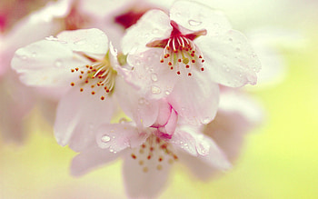 Flowers, Drops, Plant, Macro, Bloom, Flowering, Stains, Spots HD wallpaper