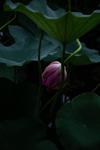 Flowers, Water, Leaves, Lotus, Plant, Bud, Basin HD phone wallpaper