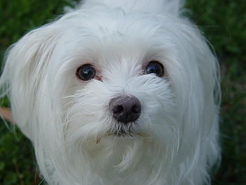 Bichon, puppy, white, nose HD wallpaper