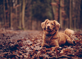 Animals, Dog, Foliage, Sits, Is Sitting HD wallpaper