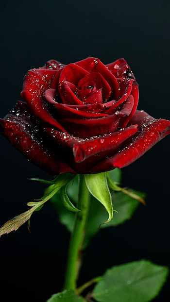 Beautiful Red Rose Flower, Beautiful, Flower HD phone wallpaper