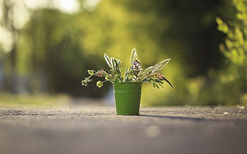 small green metal bucket, flower decoration in a bucket, metal bucket with flowers, flower decoration, mood HD wallpaper