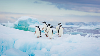 Adelie Penguin Antarctica, penguins, birds, animals HD wallpaper