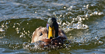 Swim, mallard, duck bird HD wallpaper