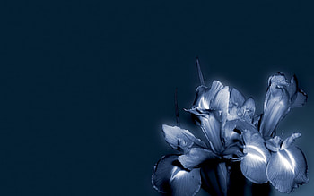 Blue Flower, blue, flower HD wallpaper