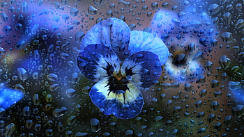 Pansies, blue, pansy, rain, drops, spring, wet, flower, glass, water HD wallpaper