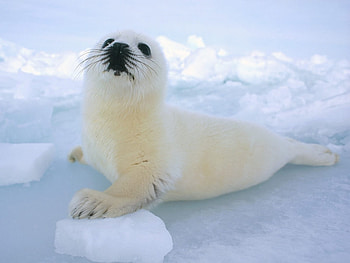 Animals, Seals HD wallpaper