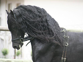 Erwin Practising For His Harness Class, practice, friesian, horse, erwin, show off, harness, friesian stallion, beautiful, stallion, show, incredable, perdeprag HD wallpaper