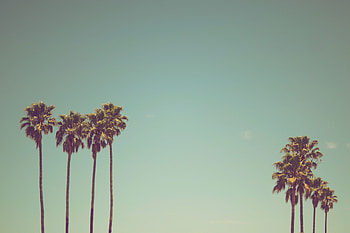Nature, Trees, Sky, Palms HD wallpaper