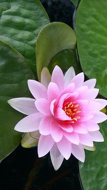 Lotus Flower, Lotus, Flower HD phone wallpaper