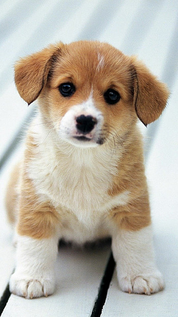 Cute puppy , Beautiful backgrounds, Adorable charm, High resolution HD phone wallpaper
