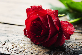 Rose, Water Drop, Flowers HD wallpaper