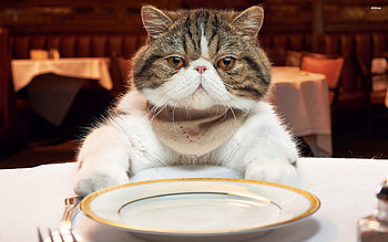 where's my dinner, table, dinner, cat, plate HD wallpaper