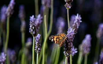 Lilac, Macro, Spotted, Butterfly HD wallpaper