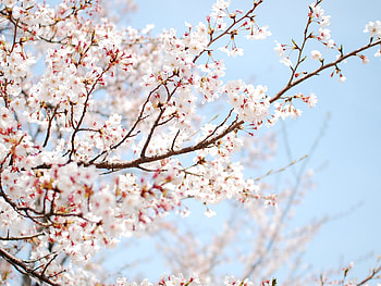 Cherry Tree, cherry tree sakura flower, resolution HD wallpaper