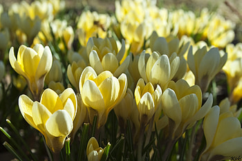 Yellow crocus, crocus, spring, yellow, flower HD wallpaper