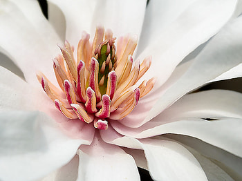 White magnolia macro, Elegant blossoms, Delicate beauty, Nature's purity HD wallpaper